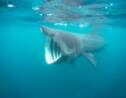 Le requin-pèlerin, géant menacé, est de retour sur les côtes californiennes