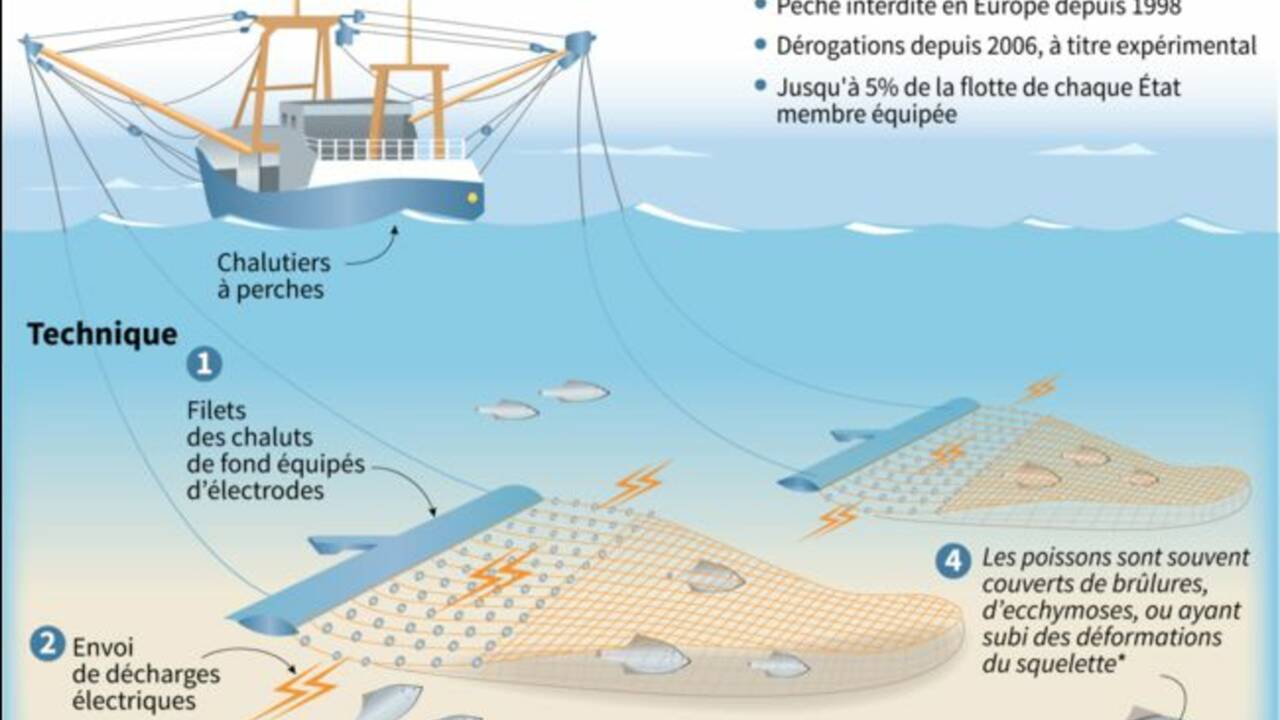 La France interdit la pêche électrique dans ses eaux territoriales