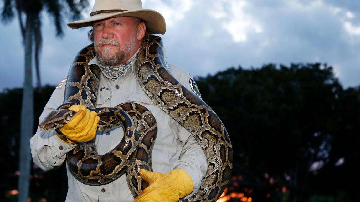 Ces patrouilles qui traquent les pythons la nuit en Floride