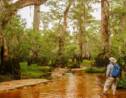 L'un des plus vieux arbres au monde se cache dans un marais aux Etats-Unis