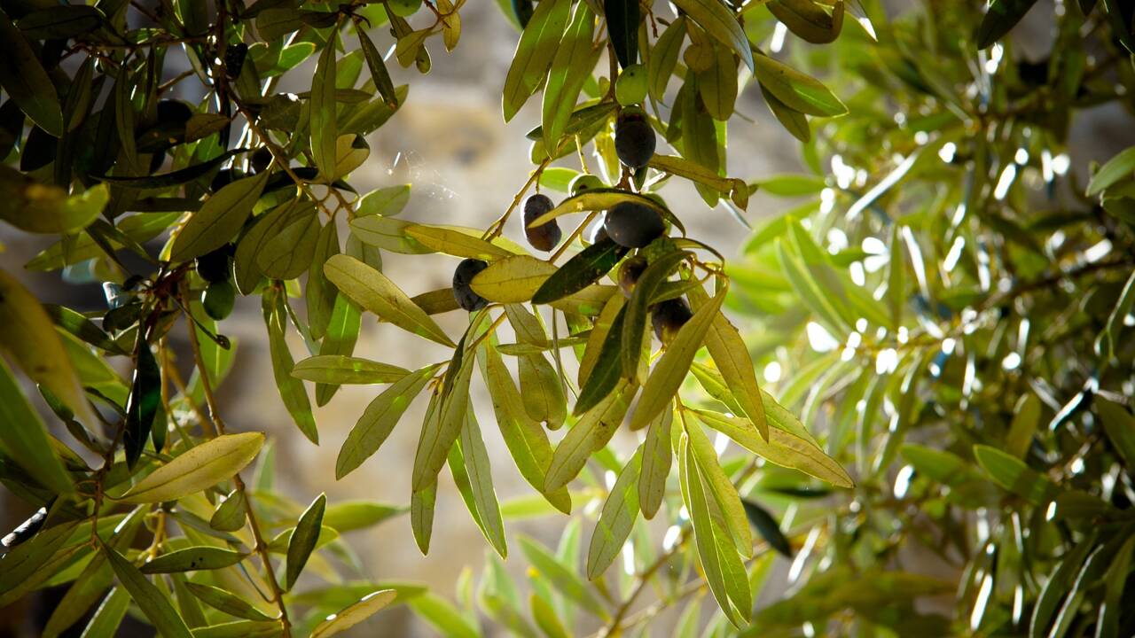 Podcast audio : les olives de Nyons, planter pour le futur