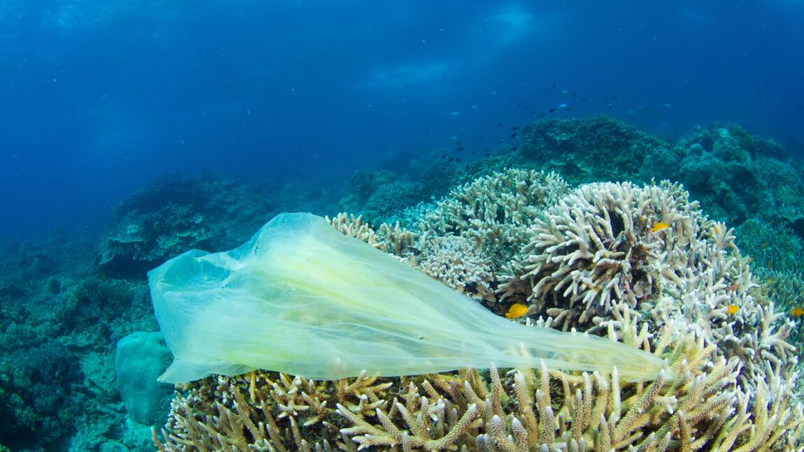 Un plongeur découvre 4 nouvelles espèces à 11 km de profondeur… mais aussi des déchets plastiques