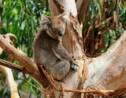 En Australie, le koala est une espèce en voie d'extinction