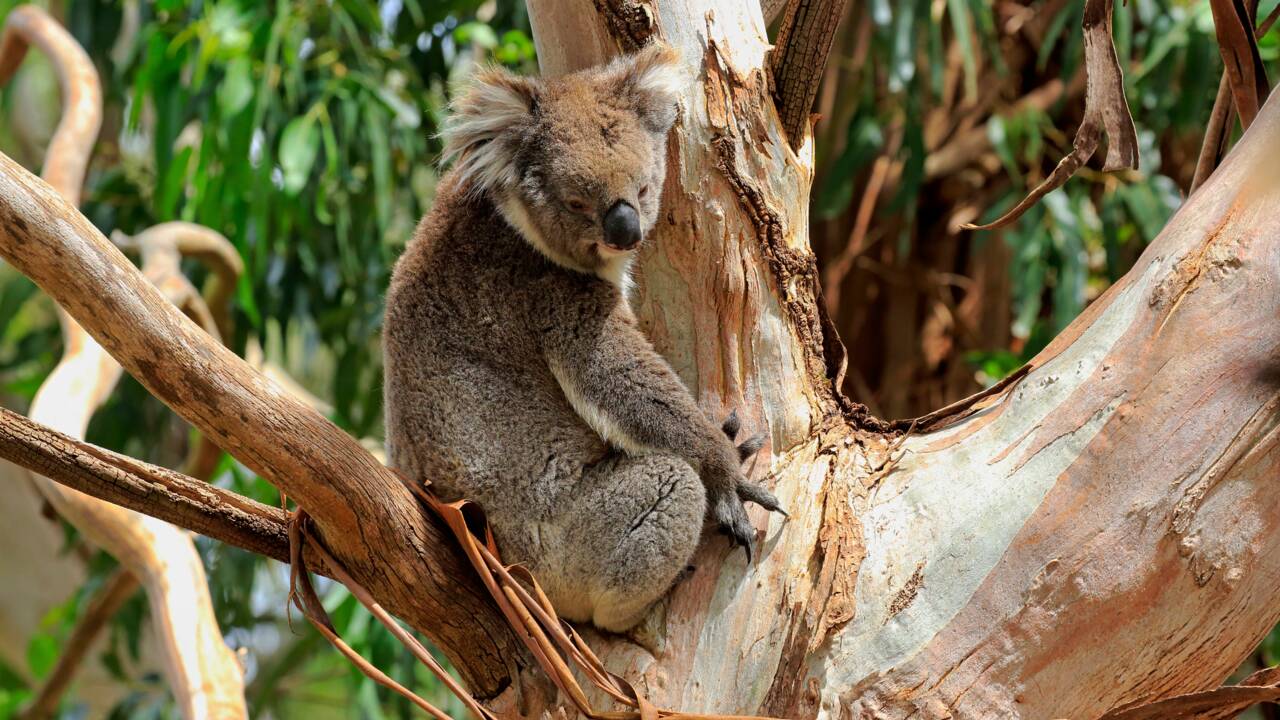 En Australie, le koala est une espèce en voie d'extinction