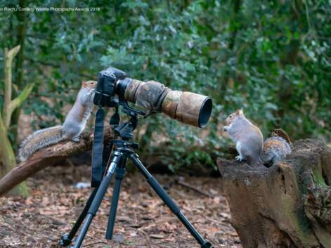 15 photos hilarantes d'animaux soumises au concours Comedy Wildlife Photography Awards