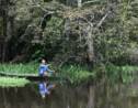 La survie miraculeuse du pirarucu, poisson géant d'Amazonie