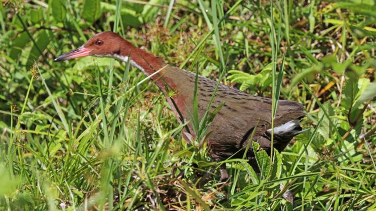 Aux Seychelles, un oiseau renaît de ses cendres 136 000 ans après sa disparition