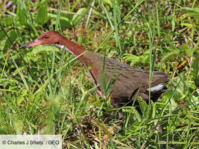 Aux Seychelles Un Oiseau Renaît De Ses Cendres 136 000 Ans