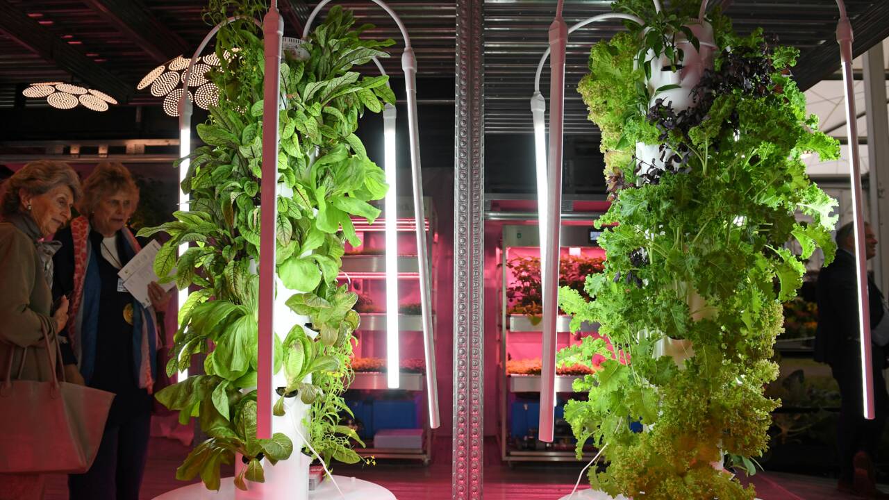 Au Chelsea Flower Show, des jardins du futur face au changement climatique