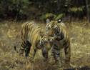 Un Etat indien annonce la naissance d'une dizaine de tigres dans ses réserves