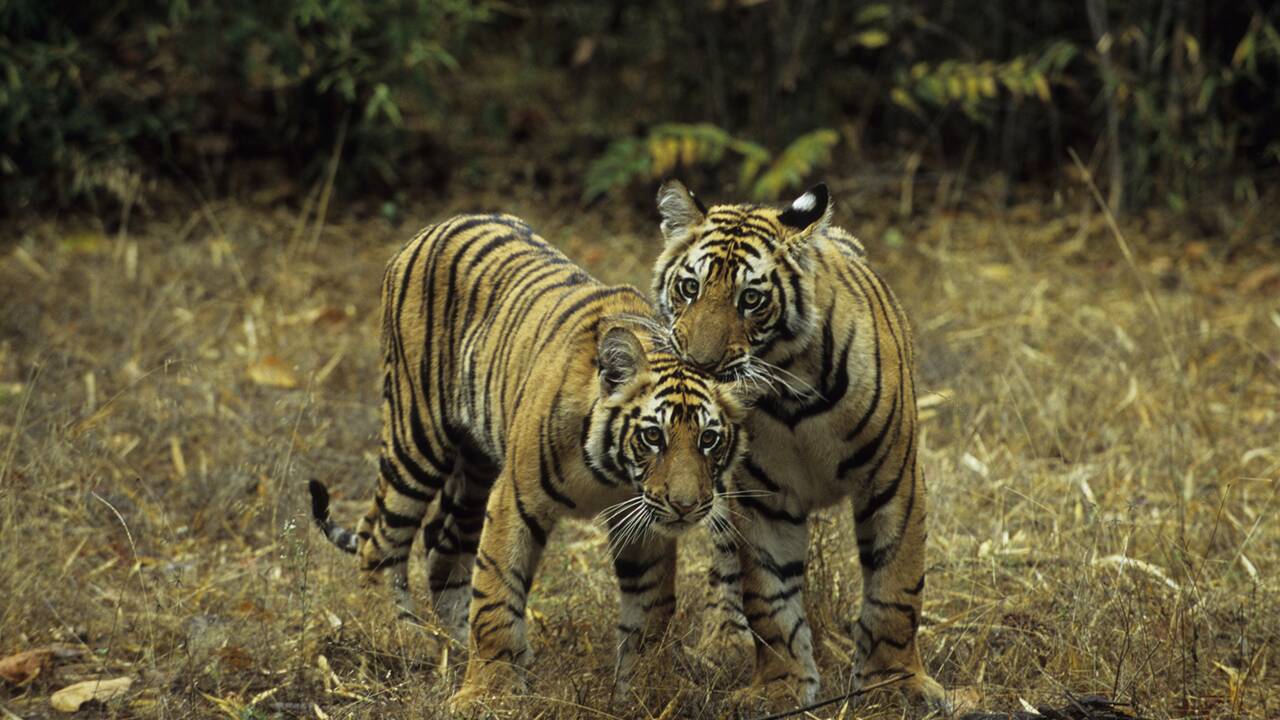 Un Etat indien annonce la naissance d'une dizaine de tigres dans ses réserves