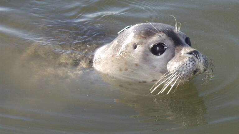 Phoque Ou Otarie Comment Les Differencier Geo Fr