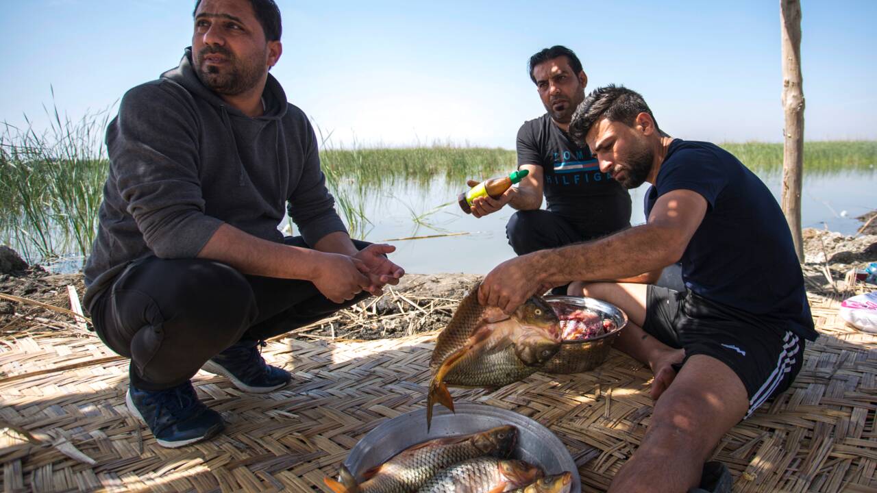En Irak, les marais misent sur l'écotourisme pour redevenir jardin d'Eden