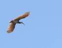 Corée du Sud : retour de l'ibis nippon 40 ans après son extinction