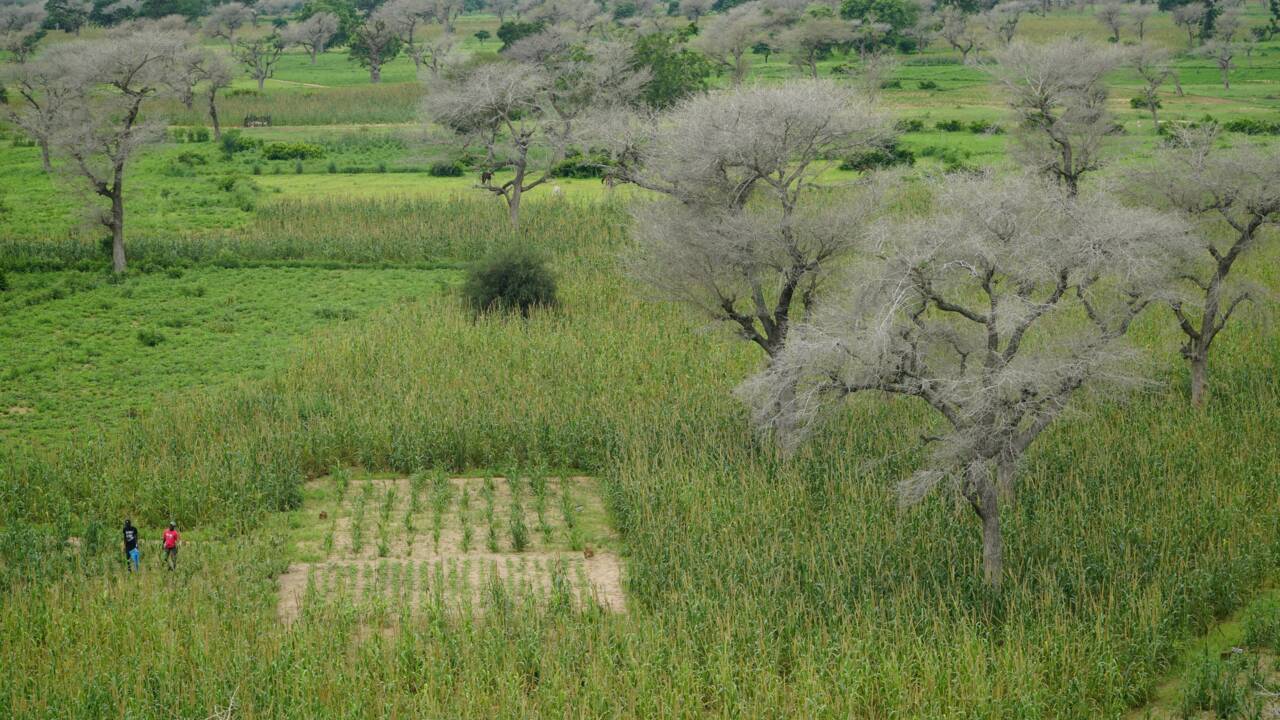 Faidherbia Albida, arbre refuge de l'agriculture sahélienne