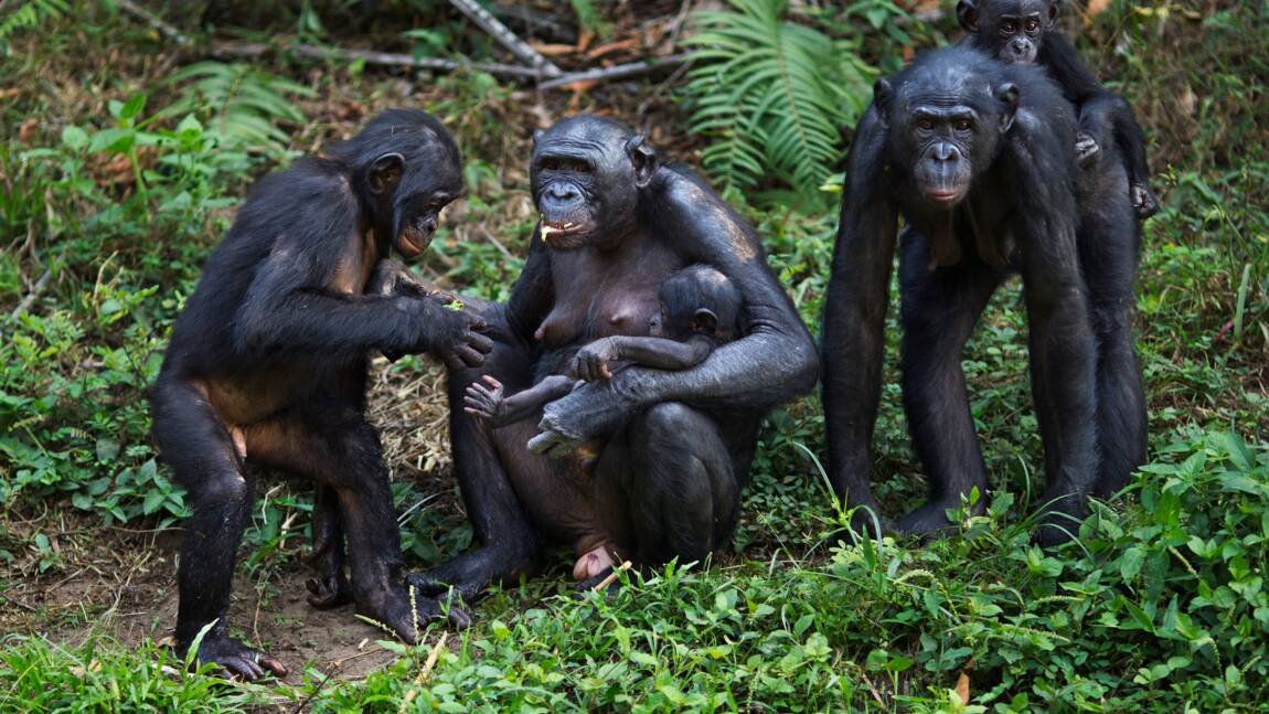 Les mères bonobos jouent les entremetteuses pour assurer la descendance de leurs fils