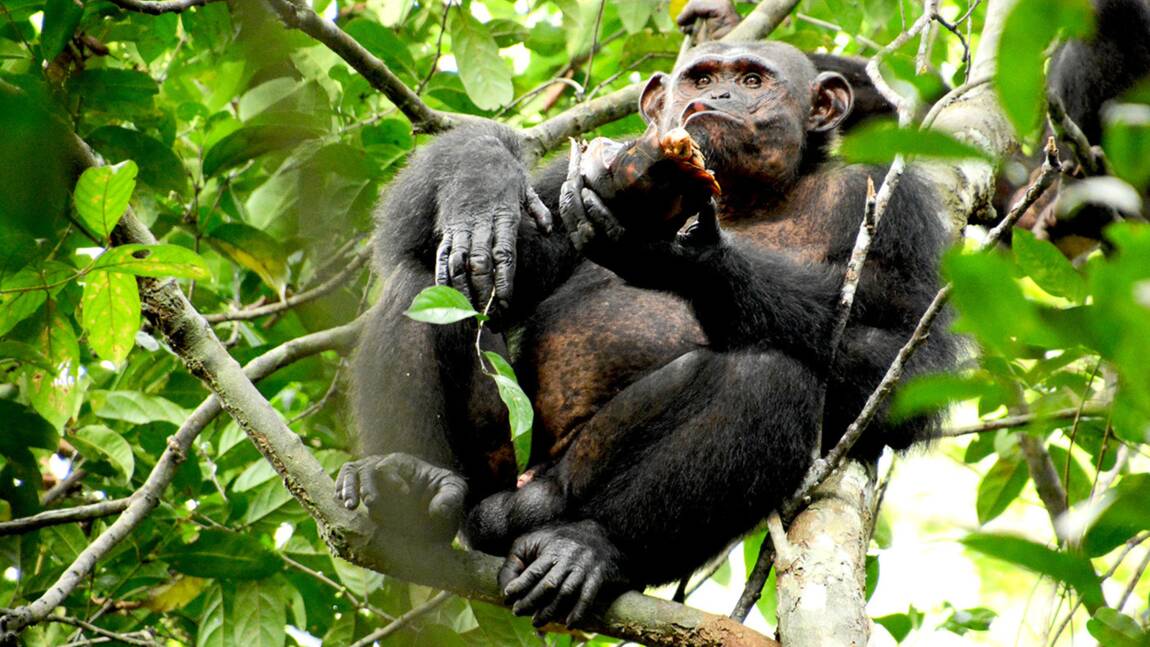 Des chimpanzés surpris à manger (et casser) des tortues dans une forêt du Gabon