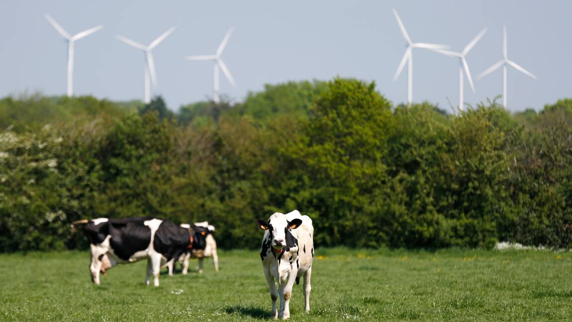 Mystère autour d'éoliennes accusées de tuer des vaches