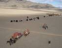 En pleine steppe mongole, nous avons suivi une famille nomade pendant la transhumance