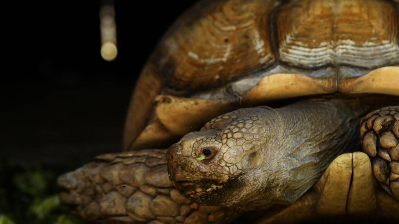 A Mayotte, un an ferme pour un braconnier, garde tortue du conseil départemental