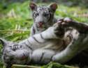 Deux petits tigres blancs arrivent au zoo national du Nicaragua
