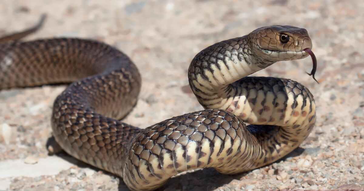 Les Serpents Les Plus Dangereux Du Monde Non, l'Australie n'abrite pas les serpents les plus dangereux au monde