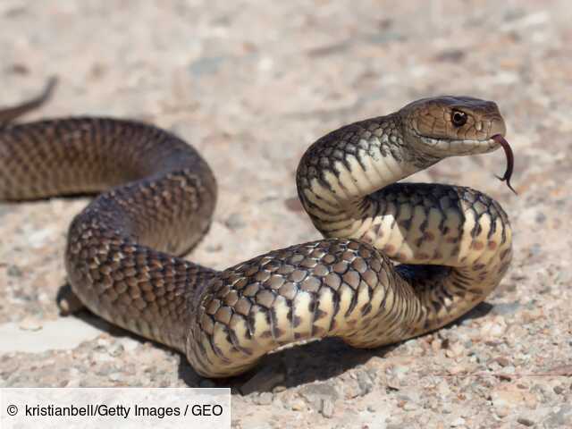 Non L Australie N Abrite Pas Les Serpents Les Plus Dangereux Au Monde Geo Fr