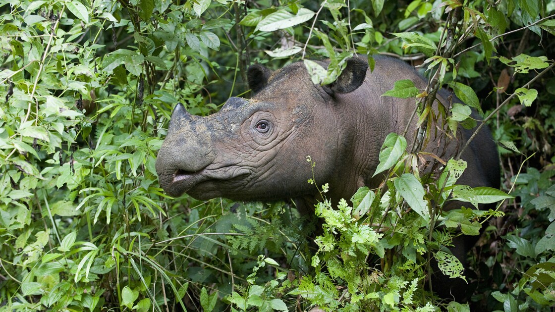 Le dernier rhinocéros mâle de Sumatra vivant en Malaisie est mort - Geo.fr
