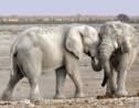 Malgré une baisse du braconnage, les éléphants d'Afrique toujours menacés