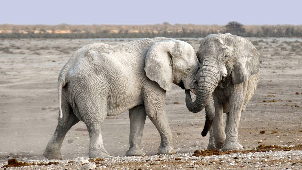 Malgré une baisse du braconnage, les éléphants d'Afrique toujours menacés