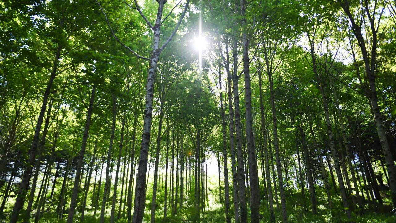 EcoTree, la start-up bretonne qui vend des arbres pour sauver les forêts