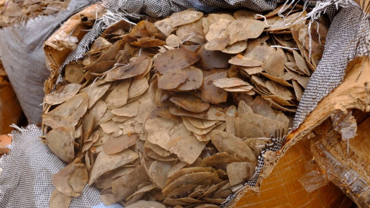 Le Vietnam saisit plus de 5 tonnes d'écailles de pangolin cachées dans des containers