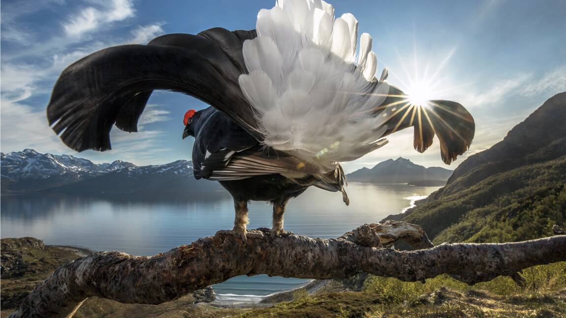 Les plus belles photos de faune sauvage et de nature récompensées par le concours Big Picture