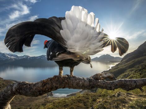 Nature et faune sauvage : les plus belles photos du concours Big Picture