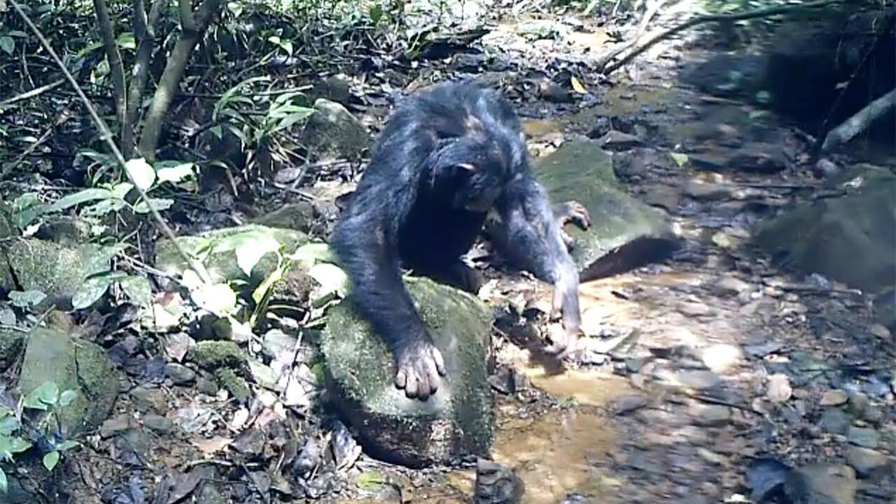Des chercheurs observent des chimpanzés pêcher le crabe dans une forêt de Guinée