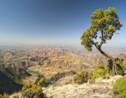 L'Ethiopie va planter 4 milliards d'arbres pour lutter contre la déforestation