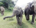 Une étude révèle comment les éléphants arrivent à "compter" avec leur trompe