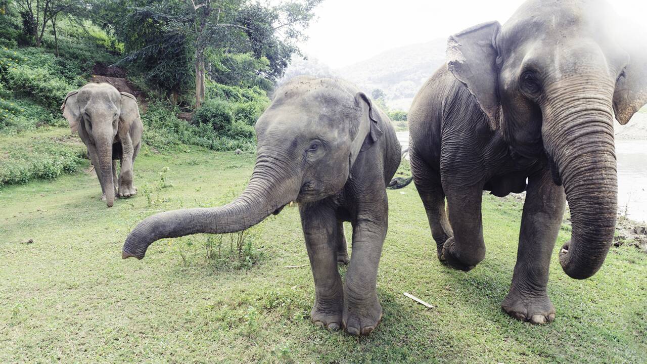 Une étude révèle comment les éléphants arrivent à "compter" avec leur trompe