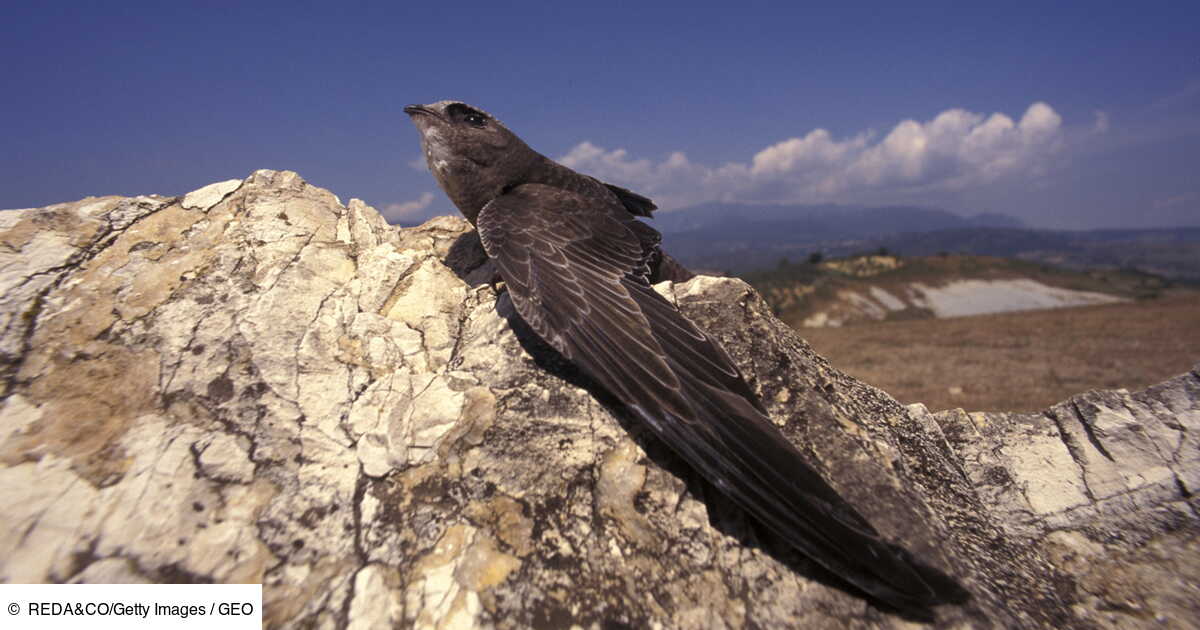 A la découverte du noir, cet extraordinaire oiseau