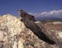 A la découverte du martinet noir, cet extraordinaire oiseau "citoyen de nos territoires"