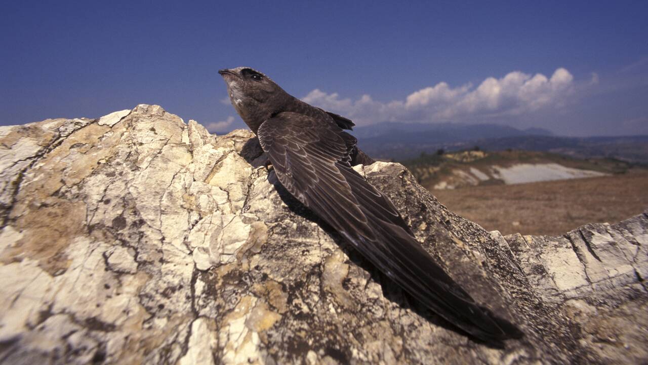 A la découverte du martinet noir, cet extraordinaire oiseau "citoyen de nos territoires"
