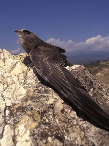 A la découverte du martinet noir, cet extraordinaire oiseau citoyen de nos  territoires 