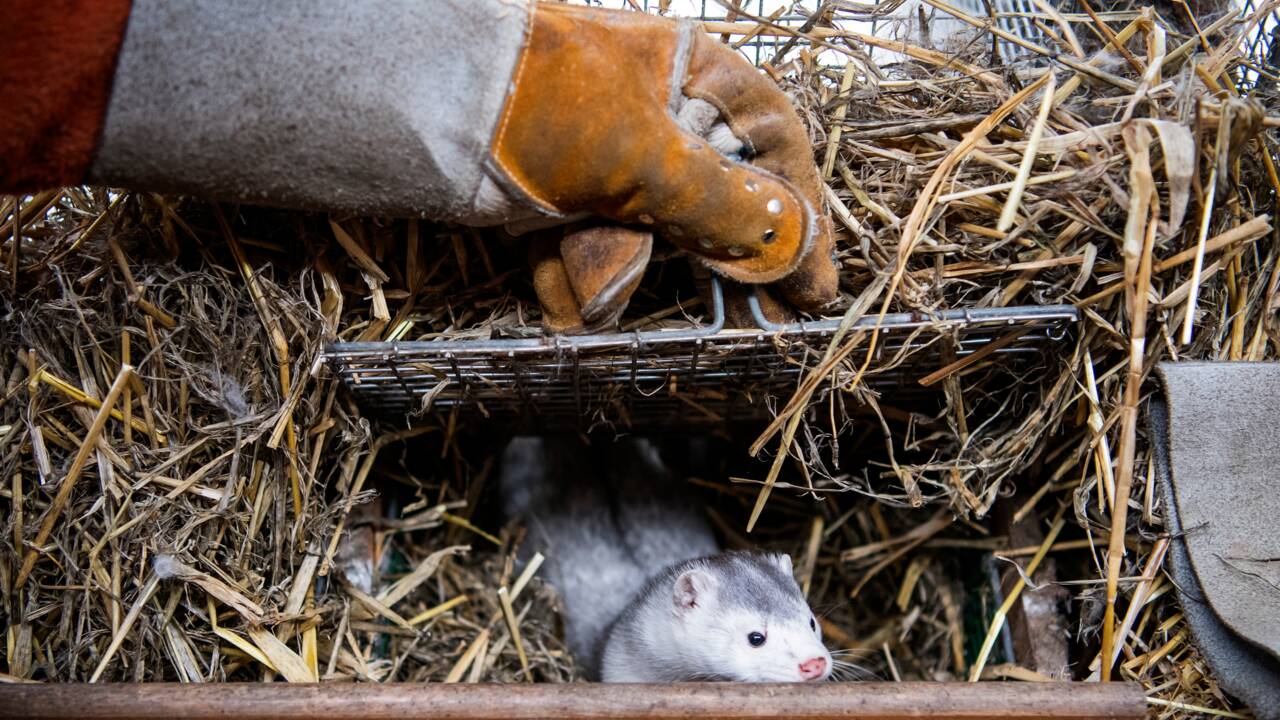 En Norvège, les jours des élevages d'animaux à fourrure sont comptés