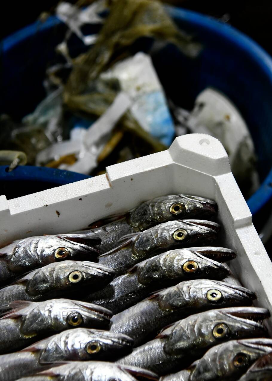 Au large de l'Italie, la pêche au plastique dans l'Adriatique
