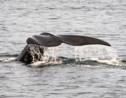 Canada: une baleine franche empêtrée dans des cordages dans le golfe du Saint-Laurent