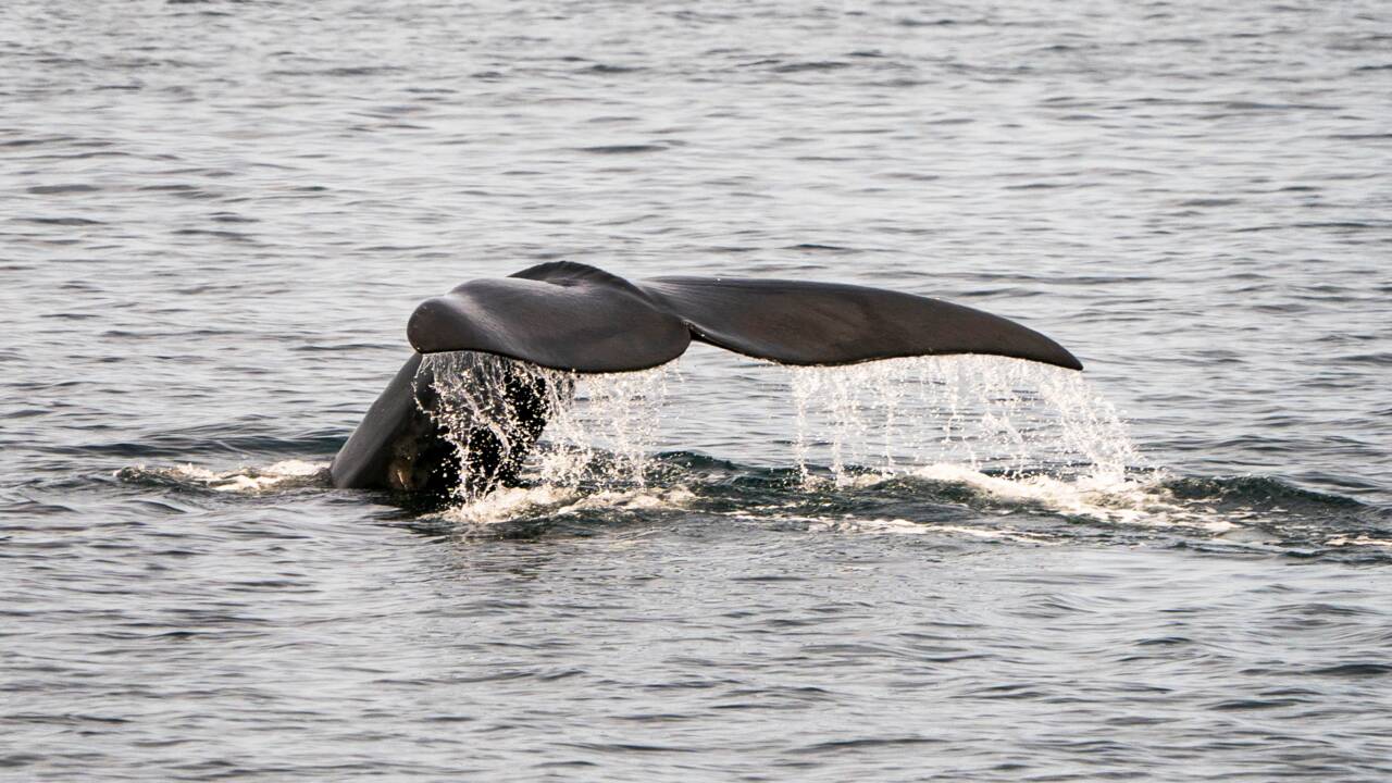 Canada: premier décès depuis deux ans d'une baleine noire dans le Saint-Laurent