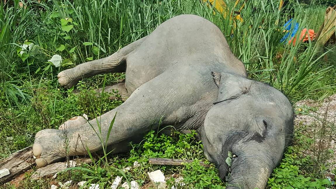 Malaisie : trois éléphants empoisonnés près de palmiers à huile