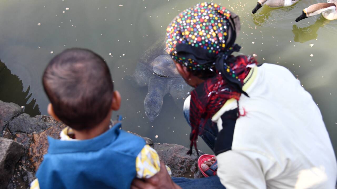 Dans le bassin d'un temple indien, la survie de tortues "éteintes"