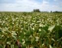 Déforestation: Greenpeace dénonce "l'addiction" au soja OGM des élevages industriels européens