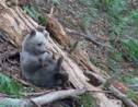 Ariège : un ourson perdu sauvé par l'Office de la faune sauvage